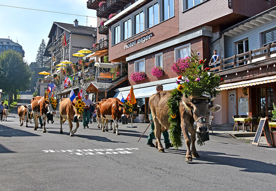 Galerie Hotel Eiger In M rren Jungfrauregion Schweiz